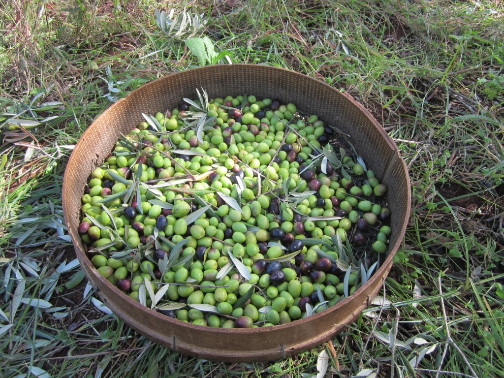 La raccolta delle&nbsp;olive